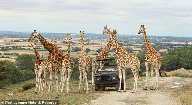 On the giraffe safari, Hannah remembers the ranger telling her that the animals' tongues can grow up to two feet long.