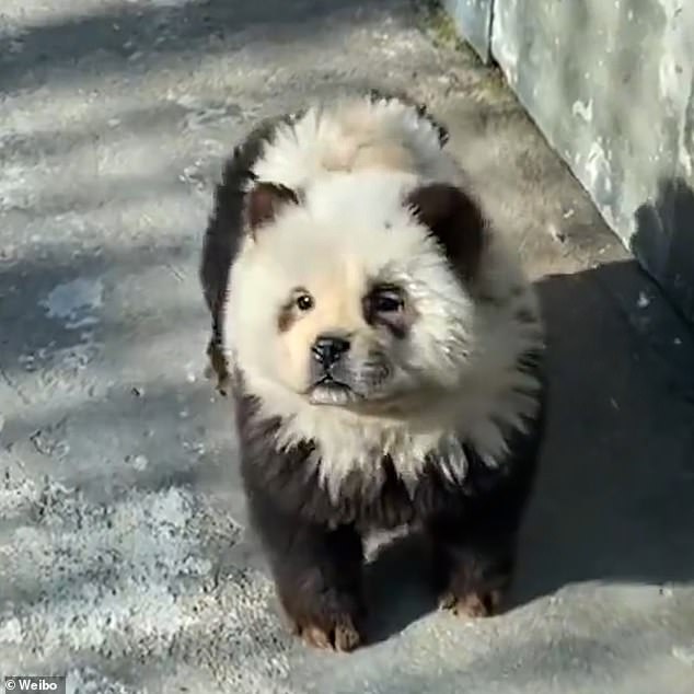 Zookeepers dyed the little Chow Chow dogs to look like panda bears. The dogs had their fur trimmed before black and white dye was added to their faces and bodies.