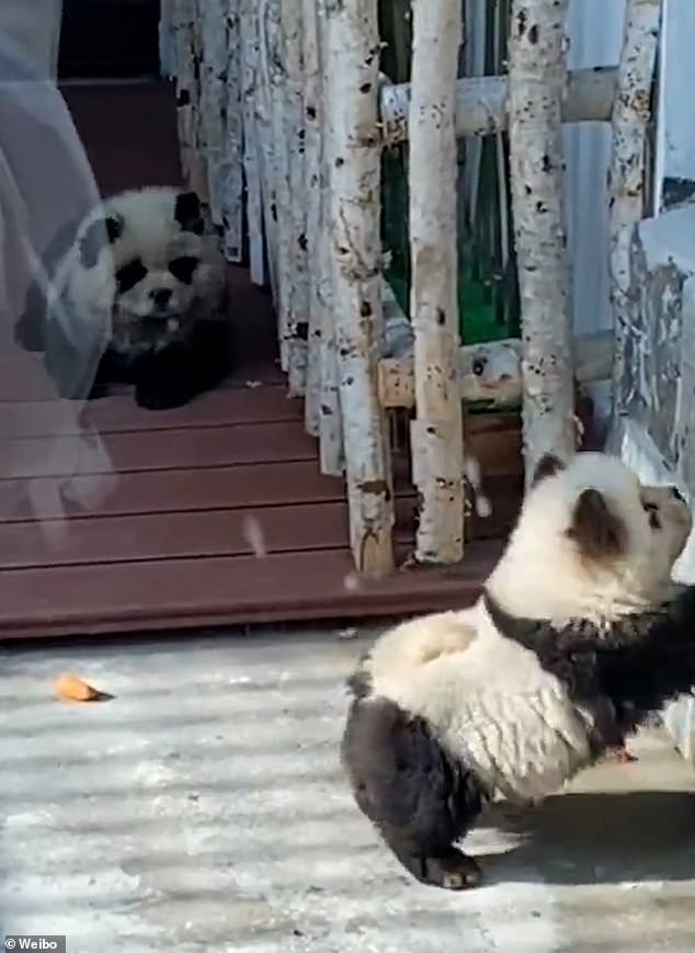 The zoo's new residents drew a large crowd during its May 1 debut, but the attraction was quickly criticized by locals who accused the zoo of animal cruelty. However, a local pet beautician said that natural dyes are suitable for most pets.