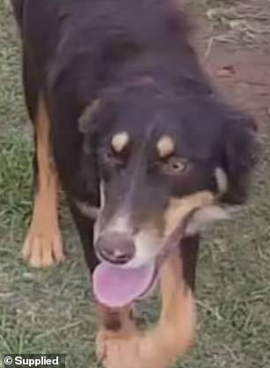 Some theorized that Paddy and his dog Kellie (above) could have been fed to the pub's crocodile, Sam.