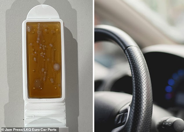 Research has long shown that motorists only clean their cars on average once every three months, usually with an impending visit to the shop. In the photo, the plate inoculated a week after a steering wheel swab