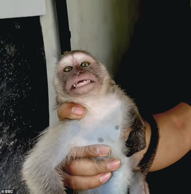 The number of monkeys involved in the abuse was not stated in court, but it is believed that the torture focused on long-tailed macaque monkeys.