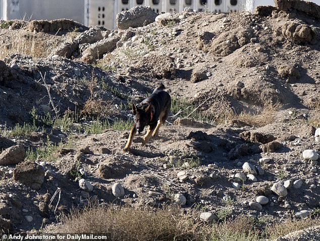 Suzanne Morphew's remains were found in the fall. Cadaver dogs appear at the scene where Chaffee County Sheriff's deputies, the FBI and the CBI were searching in Colorado.