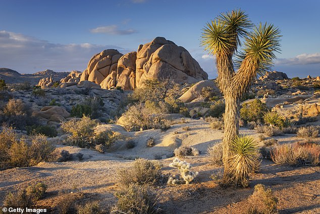 Demand for their services skyrocketed as investors flocked to the Mojave Desert and built new homes, converting some of them into short-term rentals.