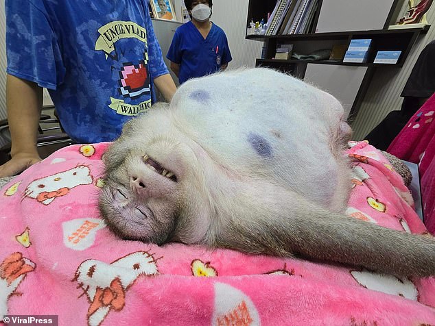 The huge macaque suffered a host of weight-related illnesses before his death at Crystal Pet Hospital in Thailand on May 6.