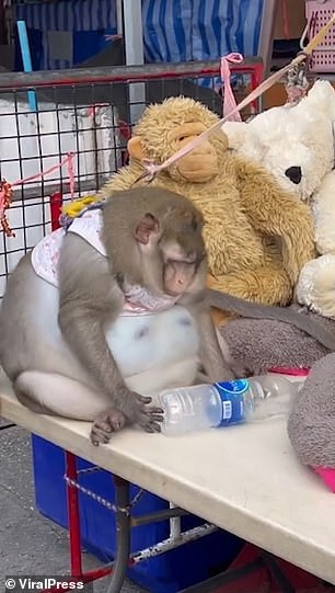 Godzilla was being held by a vendor in Bangkok's Min Buri district, where visitors gathered to see the monkey and try to feed it.