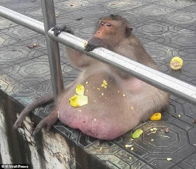 Uncle Fatty was a wild monkey whose size increased after gorging on junk food from passers-by in Thailand in 2017.