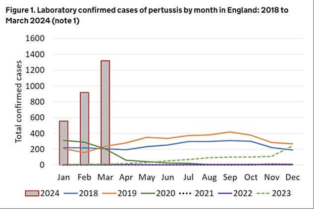 UK Health Security Agency (UKHSA) bosses received 1,319 reports of laboratory-confirmed cases in England in March alone. It marks a 44-fold increase on the 30 recorded during the same month in 2023 and comes after MailOnline revealed earlier this year that cases of '100-day cough' were at an all-time high in a decade.