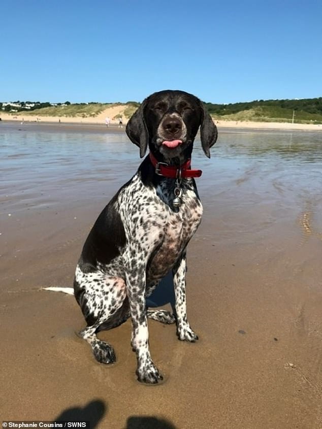 Five-year-old German Shorthaired Pointer Winnie couldn't contain her excitement in the funny video