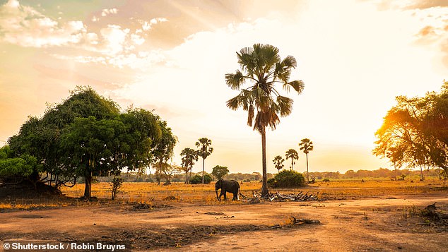 Malcolm reveals that Malawi has the Big Five. Above, an elephant photographed in Liwonde National Park.