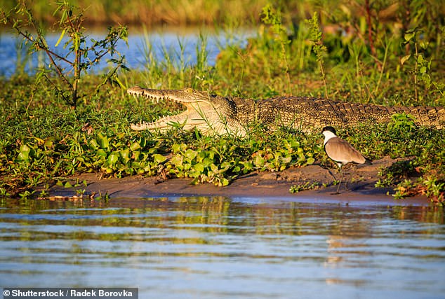 Malcolm remembers seeing crocodiles and hippos 