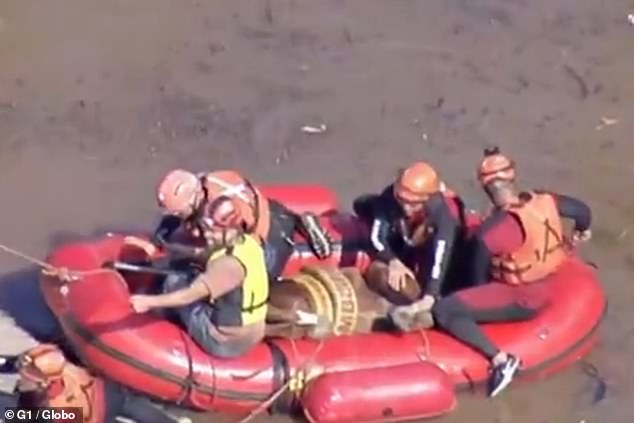 The army and firefighters rescued a horse on Thursday after a TV Globo helicopter spotted it stranded on the roof of a house a day earlier.