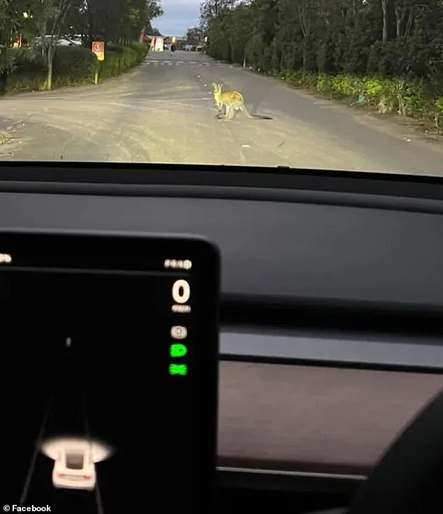 Tesla owners have noticed that the brand's sensory system, 'Tesla Vision', has trouble detecting kangaroos, but can detect pedestrians, cyclists and dogs.