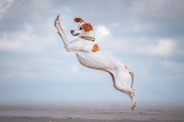 Vera Faupel, Dance Queen... A dog is captured in the air with a hilarious expression on its face