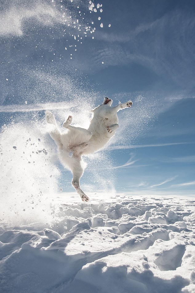 Sylvia Michel, Everyone is fighting Kung Fu... A dog shows off his martial arts skills in the snow.