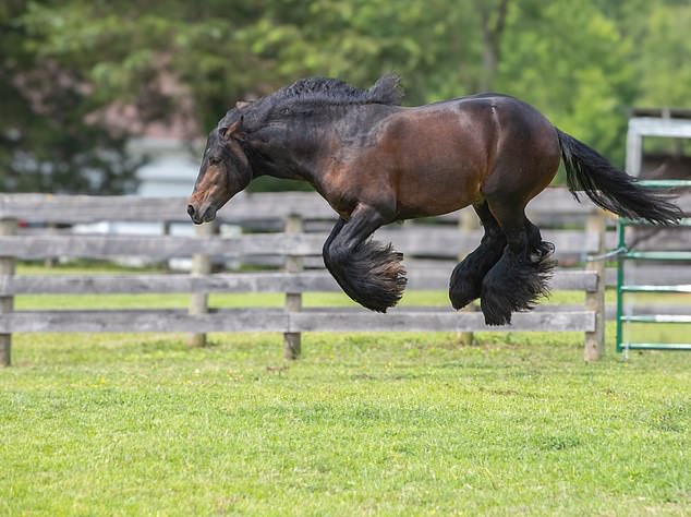 Debby Thomas, I think I saw a mouse... A horse seems to float in the air.