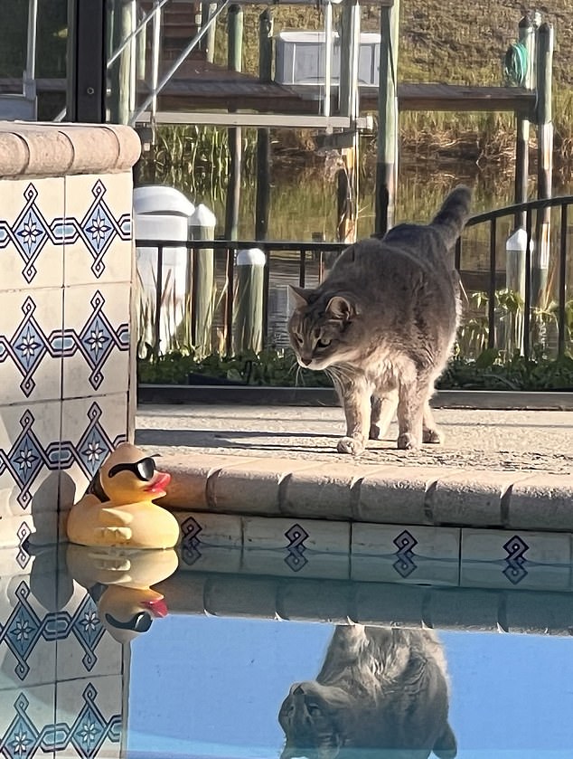 Diann Johnson, Pool Friends... A cat stares at a rubber duck wearing sunglasses and reflects in the water.