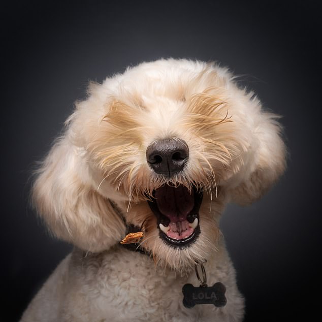 Bernard Sim, Peek-a-Boo... A dog's fur covers its eyes, making it difficult to know if it can see