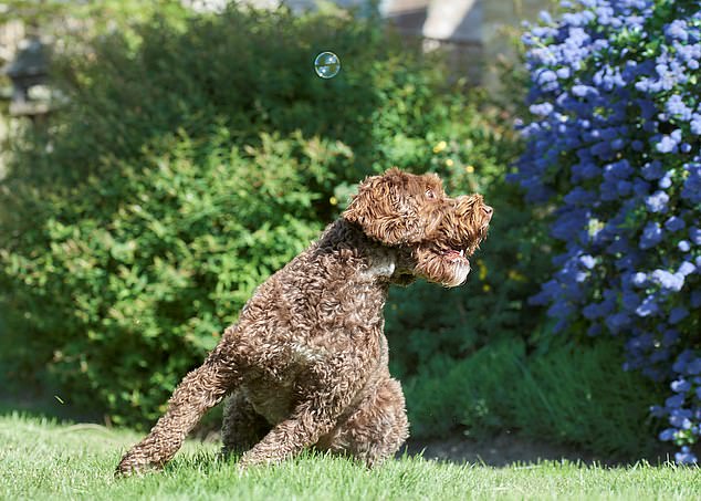 Philippa Huber, It's behind you... A dog seems happy looking for lost bubbles