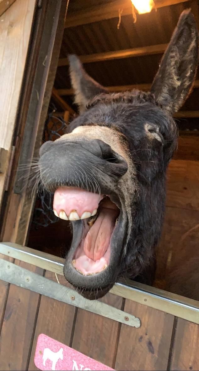 Charlotte Kitchen, tired donkey... A donkey gives a big yawn, making it look like he's smiling.