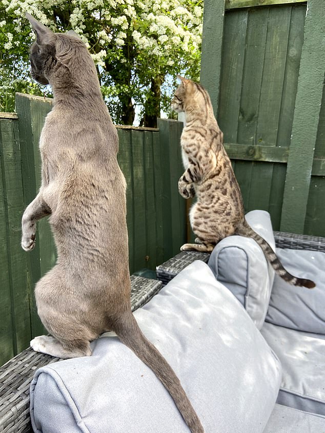 Emma Beardsmore, Nosy Neighbors.... Two cats keep watch as they peek their heads over the fence