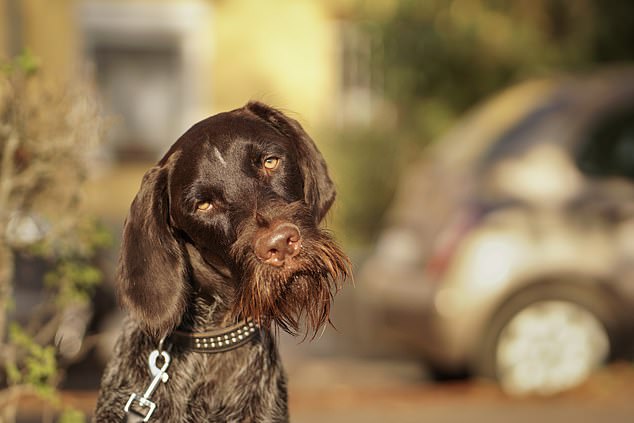 Ana Petro, really!! A dog doesn't seem very impressed with his owner, giving a very human expression