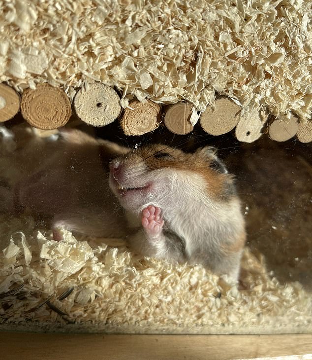 Alina Vogel, sun lover... A hamster looks comfortable and cozy while sleeping in its den