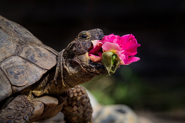 Jonathan Casey, New Rose... A cute turtle holds a flower, either as a snack or to give to someone else