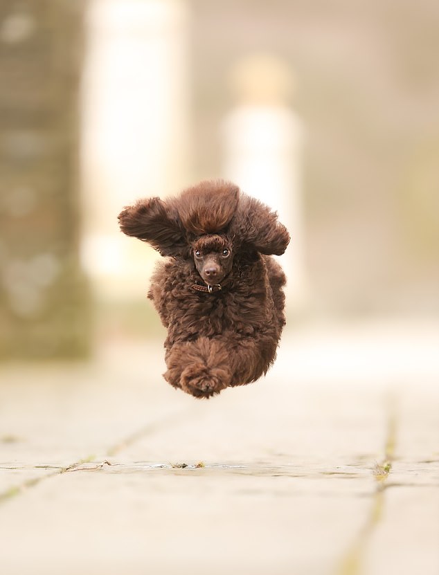 Julie Smith, I Think I Can Fly... A Fluffy Poodle Looks Like a Dog-Shaped Cloud as It Floats at a Canter