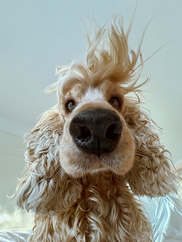 Lock Lui, it's time to get up... A dog greets his owner in the morning and offers a fun POV shot