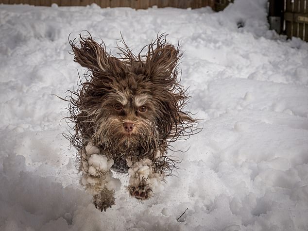 Tammo Zelle, It's cold... A dog seems unimpressed by the snow and cold