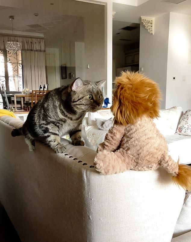 Silvia Jiang, who are you? A cat seems very worried about his new stuffed lion friend