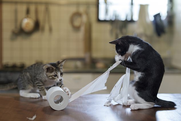 Atsuyuki Ohshima, Hard Workers... Two cats work together to tear up a roll of tissues