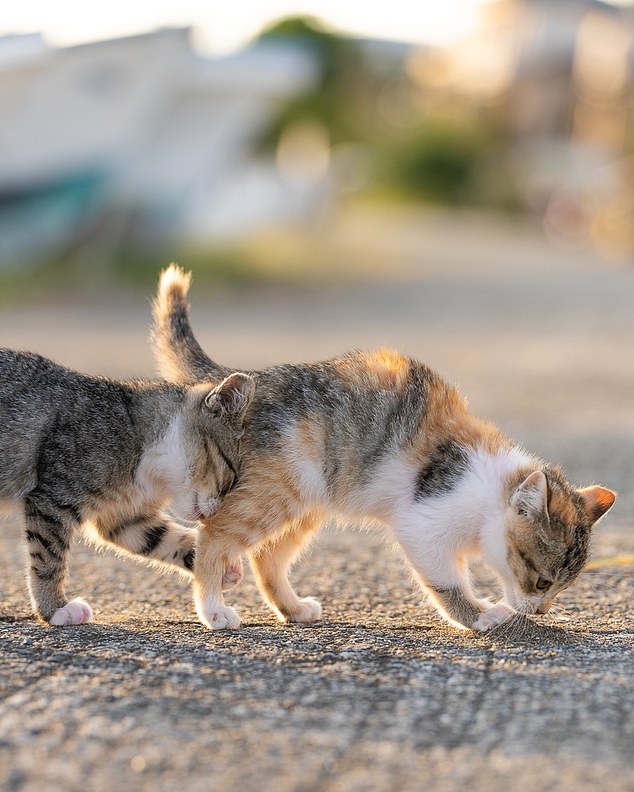 Tomoaki Tanto, kitten stuck in traffic... A cat affectionately caresses its head on its friend's butt