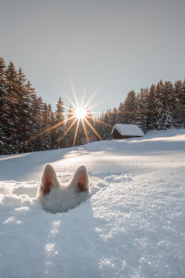 Sylvia Michel, Peek a boo... A dog disappears in the snow, leaving only its ears poking out