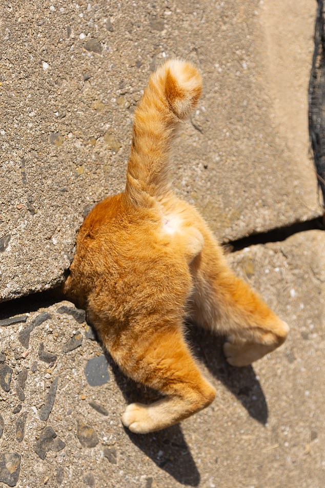 Kenichi Morinaga, cat in a trap as Super Mario... A cat's front part disappears while apparently traveling through a pipe as Mario