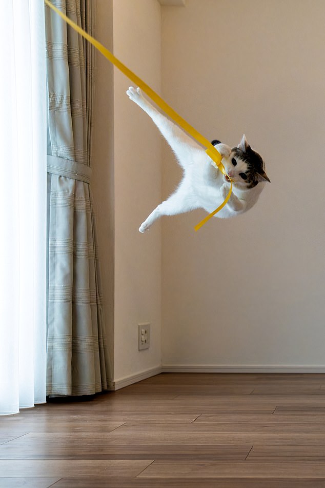 Kazutoshi Ono, Tarzan... A cat shows off his jungle swinging skills while hanging from a rope