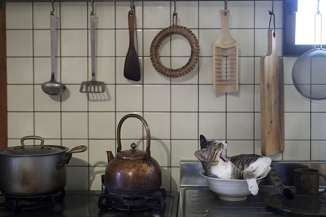 Atsuyuki Ohshima, Kitty in the kitchen... A cat yawns preparing to fall asleep in a place it shouldn't