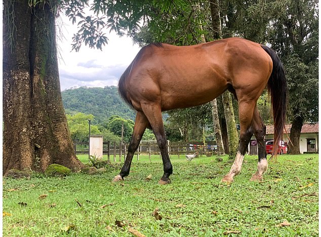 David Kertzman, What Am I Thinking... A horse has apparently lost its mind in this hilariously timed shot.