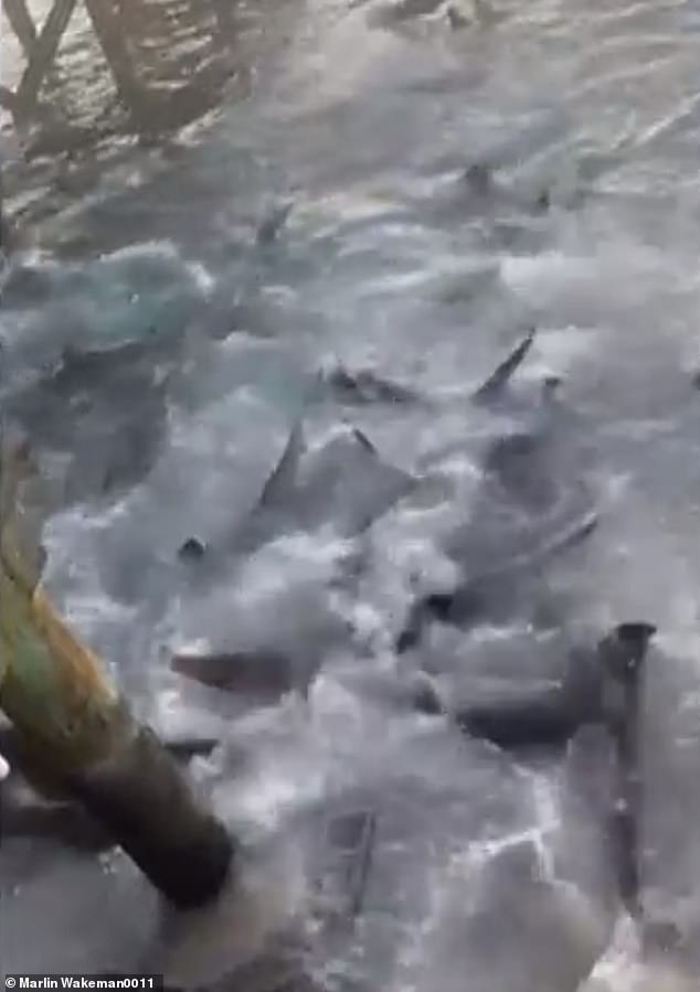 The shark-infested waters (pictured) around the marina on Long Island, Bahamas. Wakeman said one shark bit him on the leg and another on his shoulder while he was trying to get to safety.