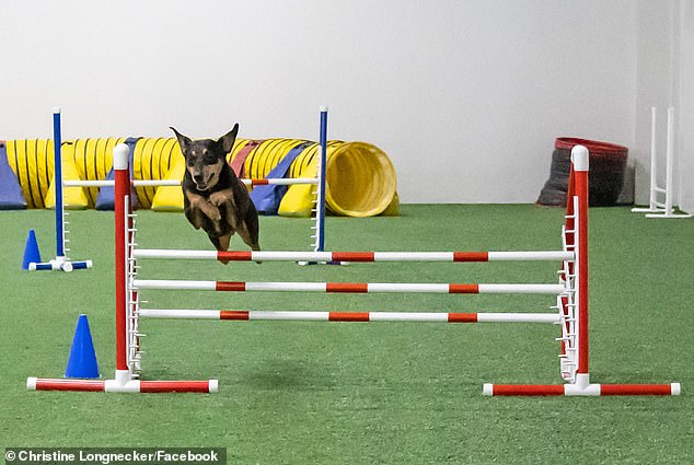 Longnecker first enrolled Miles (pictured) in an agility class at a local center in Pennsylvania. What started as a hobby turned into competing in regional and national competitions.