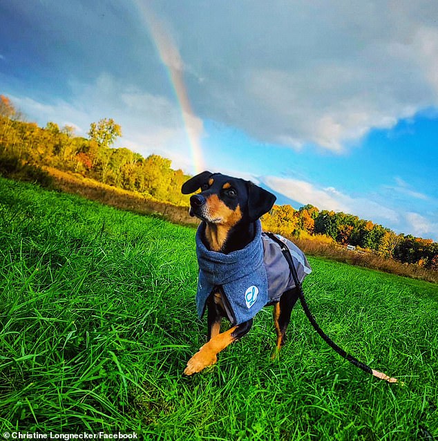 Miles looks a lot like a Doberman mix, but his DNA testing confirmed he was 40 percent cattle dog, 23 percent Labrador, 10 percent Border Collie and the other 23 percent a mix of different dogs.