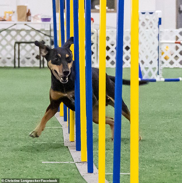 Pictured: Thousands swinging and dodging obstacles on an agility course