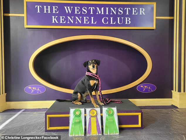 The underdog (pun intended) has competed twice in the agility nationals and finished as the top All-American dog, the name the American Kennel Club gives to stray dogs.