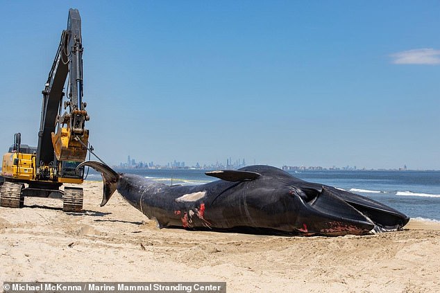 The nonprofit organization said the necropsy examination revealed that the whale's right flipper had broken bones and there was evidence of tissue trauma along the right shoulder blade region.