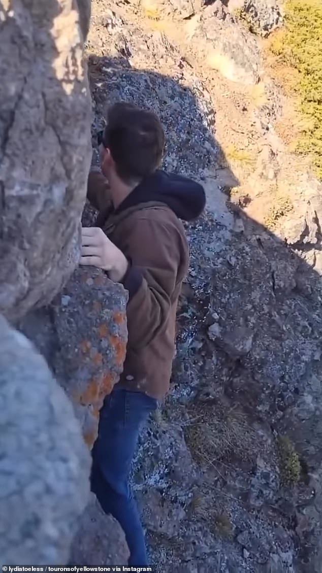 Pictured: A tourist risks his life climbing the rails in Yellowstone National Park to take a photo.