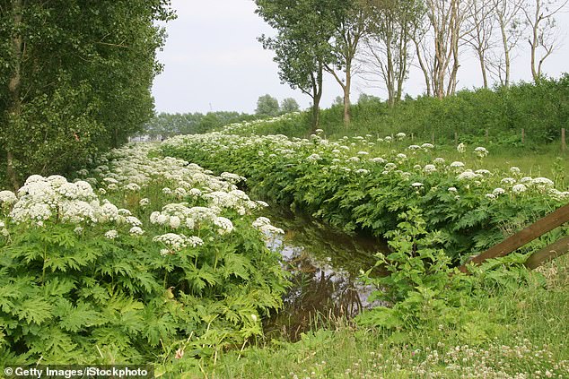 Two or three weeks after initial contact, Astra's wounds began to fade; However, they reappeared a year later (file photo of the flowering plant)