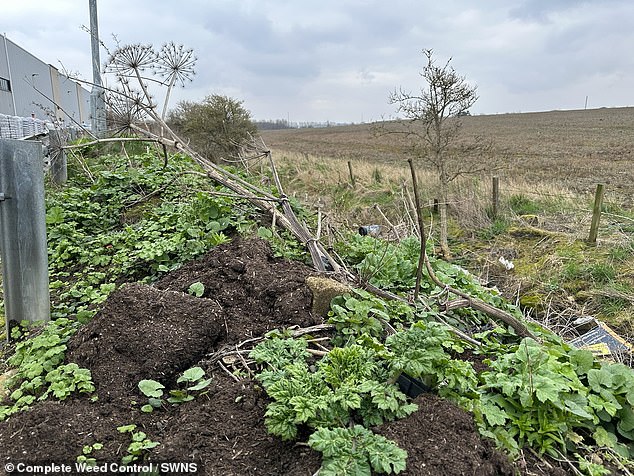 'I sat there crying and itching like a dead person in the night. I couldn't sleep because it stung so much,' they said (file image of giant hogweed)