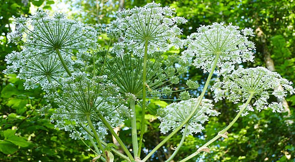 'Britain's most dangerous plant': Giant hogweed (Heracleum mantegazzianum), found throughout the country, looks harmless enough but can cause life-changing injuries.