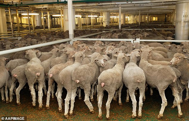 Farmers who have hundreds of sheep who will have to 